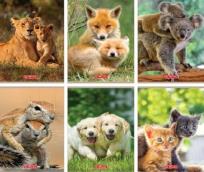 Opakowanie Zeszyt A5/16K kratka Animals (10szt)