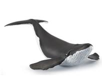 Opakowanie Humbak młody