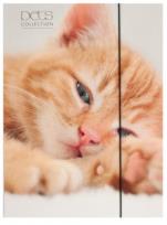 Opakowanie Teczka A4 z gumką Pets-15