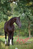 Opakowanie Kalendarz 2022 A3-2 Konie AVANTI