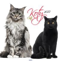 Opakowanie Kalendarz 2022 KD-21 Koty AVANTI