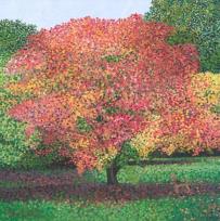 Opakowanie Karnet z kopertą Klon palmowy