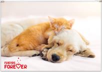 Opakowanie Koperta z nadrukiem zip A4 PP Friends