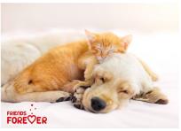 Opakowanie Segregator A4 PP z nadrukiem Friends