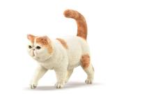 Opakowanie Exotic Shorthair kot