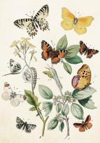 Opakowanie Karnet ST368 B6 + koperta Motyle