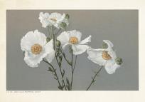 Opakowanie Karnet ST377 B6 + koperta Romneya