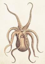 Opakowanie Karnet ST383 B6 + koperta Ośmiornica