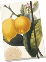 Opakowanie Notatnik ozdobny A5 STNOTE 83 Cytryna