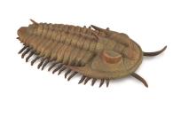 Opakowanie Redlichia Rex Trilobite