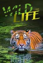 Opakowanie Kalendarz 2022 Wieloplanszowy Wilde Life CRUX