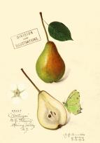 Opakowanie Karnet B6 z kopertą Gruszka