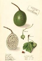 Opakowanie Karnet B6 z kopertą Marakuja