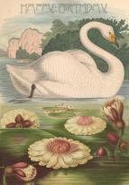 Opakowanie Karnet B6 z kopertą Urodziny Łabędź