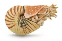 Opakowanie Nautilus Pompilius