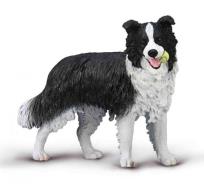 Opakowanie Border Collie