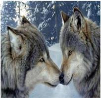 Opakowanie Diamentowa mozaika dwa wilki zimowy las NO-1008519