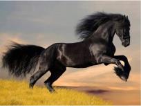 Opakowanie Diamentowa mozaika Koń czarny fryz w galopie NO-1004943