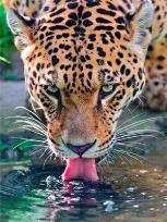 Opakowanie Diamentowa mozaika Lampart 60881