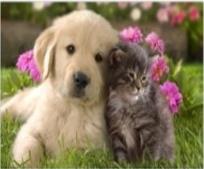 Opakowanie Diamentowa mozaika piesek i kotek NO-1008275