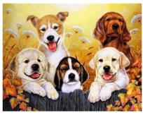 Opakowanie Diamentowa mozaika Pieski NO-1007426