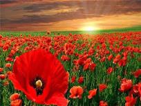 Opakowanie Diamentowa mozaika Pole maków 60613