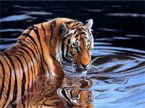 Opakowanie Diamentowa mozaika Tygrys w wodzie 60867