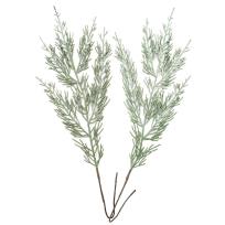 Opakowanie Gałązki tui 33cm 2szt