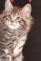 Opakowanie Kalendarz 2023 Ścienny Koty