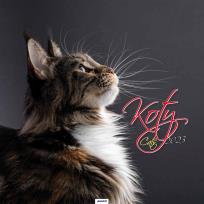 Opakowanie Kalendarz 2023 Ścienny Koty AVANTI