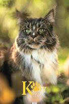 Opakowanie Kalendarz 2024 Ścieny Koty