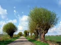 Opakowanie Kalendarz 2025 ścienny trójdzielny Wierzby