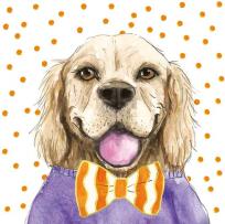 Opakowanie Karnet KW Pies pomarańcz