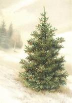 Opakowanie Karnet ST456 B6 + koperta Świerk