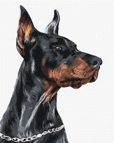 Opakowanie Malowanie po numerach - Dzielny Doberman 40x50cm