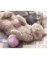 Opakowanie Malowanie po numerach - Głęboki sen 40x50cm