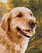Opakowanie Malowanie po numerach - Golden Retriever 40x50cm