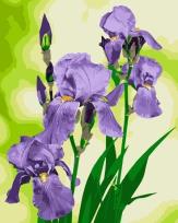 Opakowanie Malowanie po numerach - Irysy 40x50cm