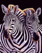 Opakowanie Malowanie po numerach - Jedność zebr 40x50cm