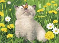 Opakowanie Malowanie po numerach - Kotek z motylem 40x50cm