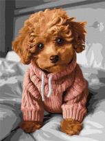 Opakowanie Malowanie po numerach - Magiczny Maltipoo 30x40cm