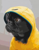 Opakowanie Malowanie po numerach - Mops w kapturze 40x50cm