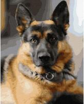 Opakowanie Malowanie po numerach - Pasterz 40x50cm