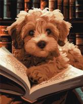 Opakowanie Malowanie po numerach - Puszysty czytelnik 40x50cm