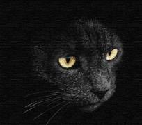 Opakowanie Malowanie po numerach - Spojrzenie drapieżnika