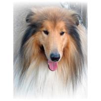 Opakowanie Mozaika diamentowa 5D - Lassie 40x30cm