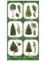 Opakowanie Naklejki Owoce iglastych drzew