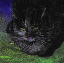 Opakowanie Notes. Koty ekologiczne