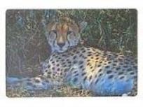 Opakowanie Podkładka na biurko piankowa gepard 60x40cm