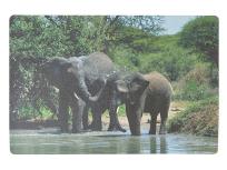 Opakowanie Podkładka na biurko piankowa słonie 60x40cm